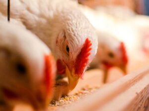 Aves se alimentando