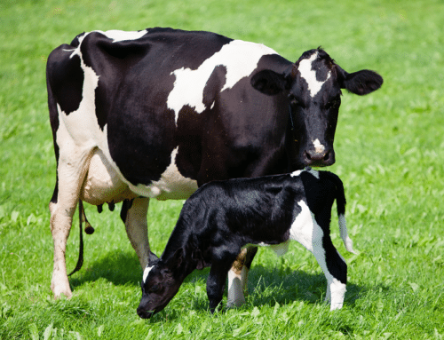 Vaca e bezerro em campo verde