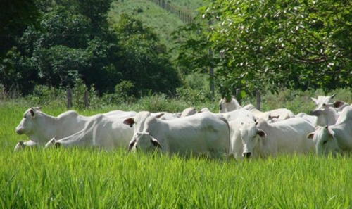 Gado da raça Nelore pastando um capim alto e verde, com algumas árvores ao fundo.