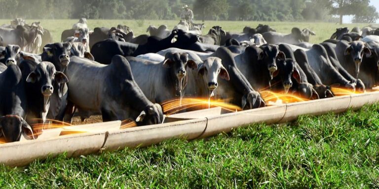 Engorda animal: bovinos se alimentando