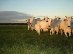 Pastagem: manejo de fertilidade do solo