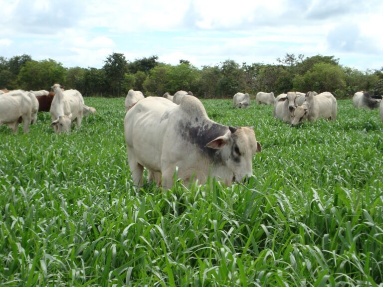 Gado comendo em pasto com forragem alta