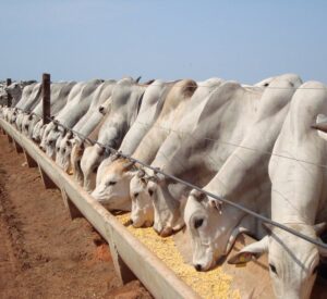 Rebanho bovino em confinamento