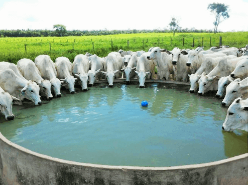 Rebanho bebendo água em tanque