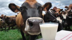 Vacas leiteiras