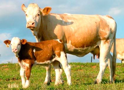 Vaca e bezerro lado a lado