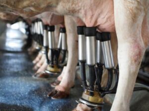 Composição do leite: vacas sendo ordenhadas por aparelhos