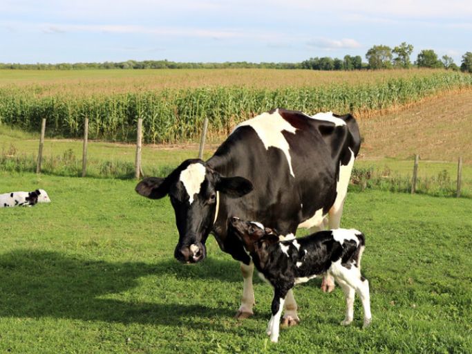 Vaca e bezerro em pasto com plantação ao fundo