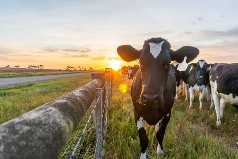 Pastejo rotacionado - vacas da raça Holandesa perto de uma cerca de beira de estrada.