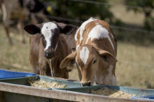 Fosfato Bicálcico: bovinos se alimentando