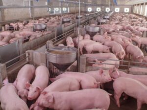 Ração para suínos: porcos comendo