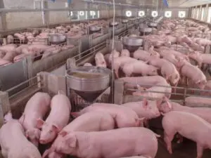 A importncia da Zootecnia na produo animal | NutriMosaic