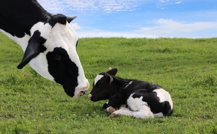 Vaca adulta fazendo carinho em seu filhote. Ambos possuem pelagem branca e preta.
