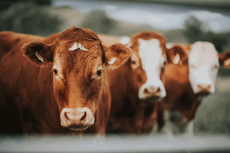 Bois e vacas holandesas