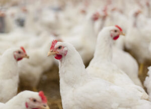 Criação de galinhas em fazenda.