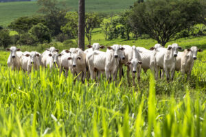 Rebanho bovino em pasto verde.