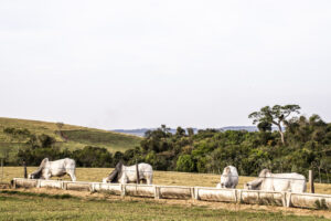 suplementação para rebanhos bovinos de corte.