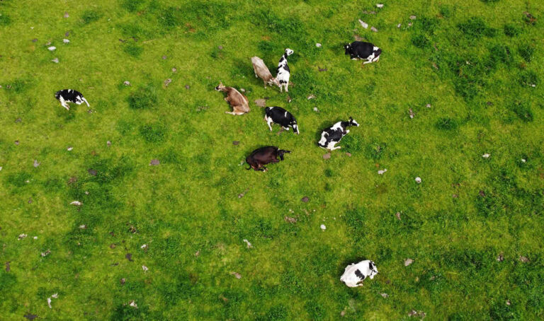 Vacas caídas em pasto verde.