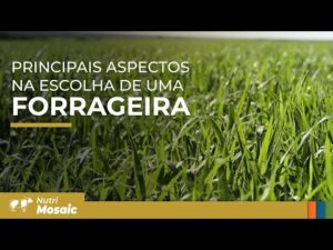 Escolha de espécie forrageira