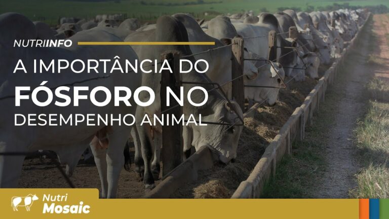 Fósforo no desempenho animal