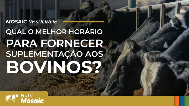 Suplementação de bovinos