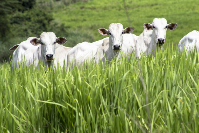 gado em pasto verde, com forragem alta.