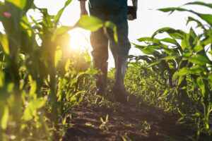 agropecuária: homem caminhando em meio a plantação de milho