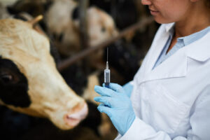 Veterinário cumprindo o calendário de vacinação dos bovinos