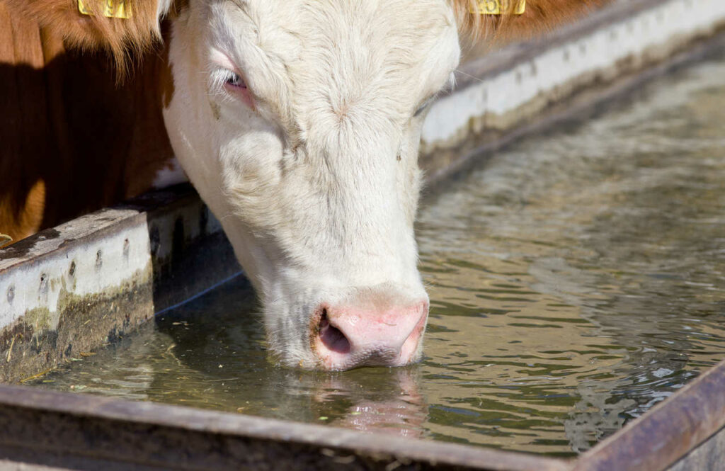 vaca bebendo água.