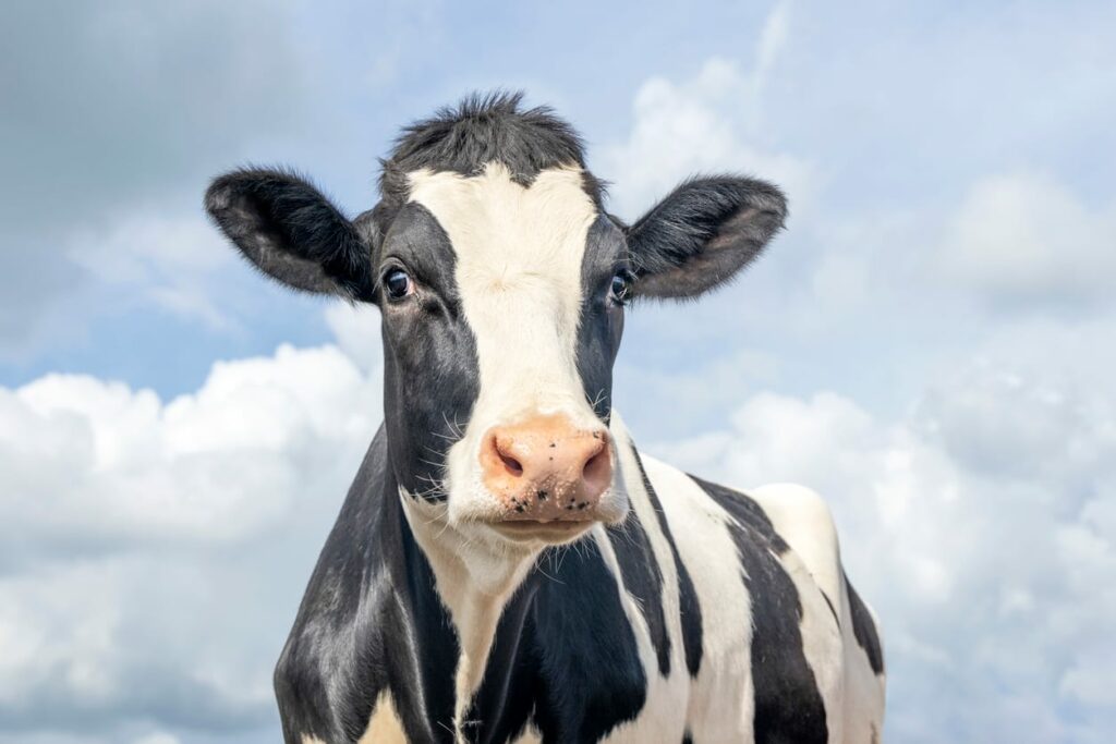 Vaca de raça holandesa