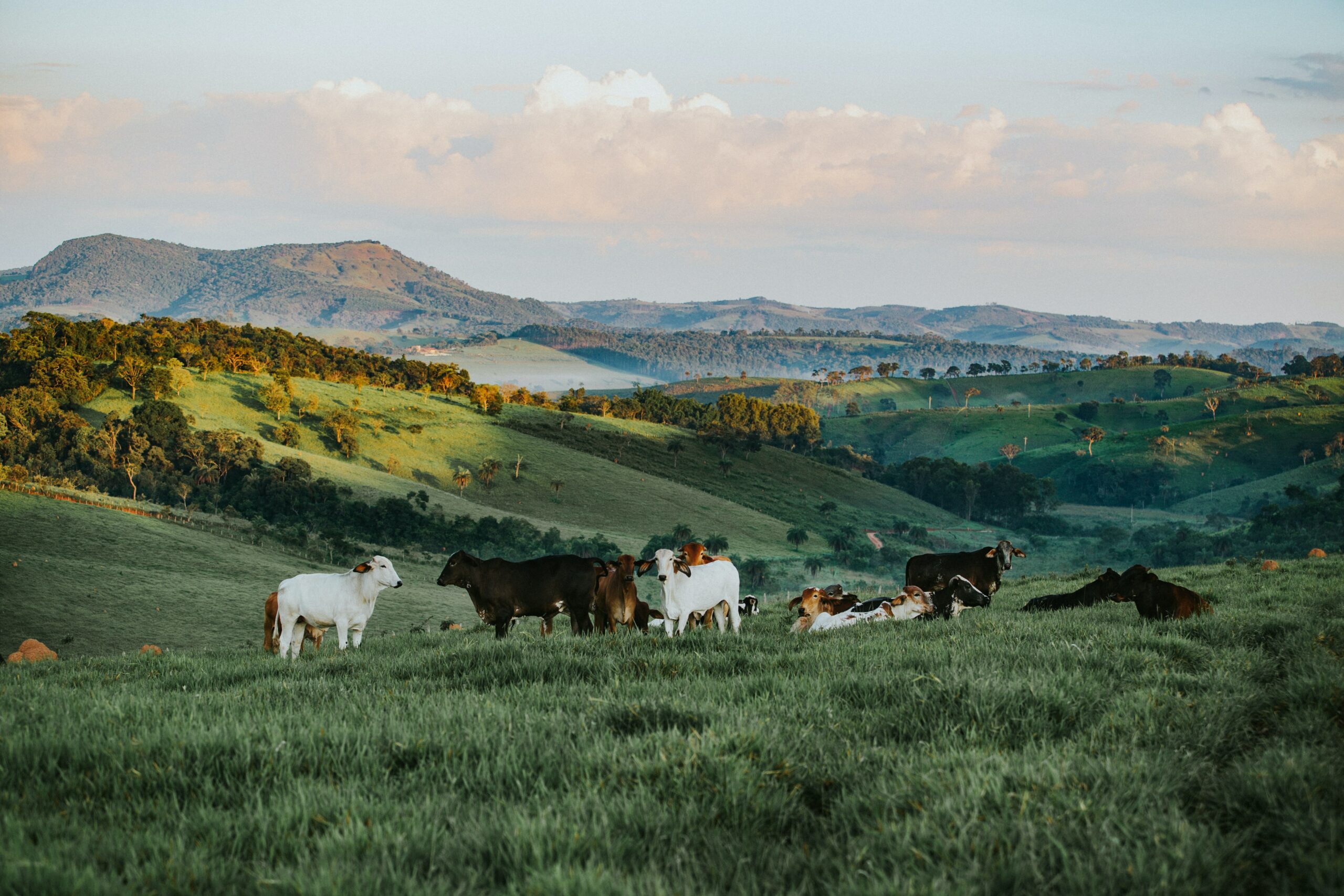 Benefícios da adubação nitrogenada: grupo de vacas em campo verde com céu azul.