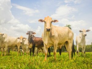 Pecuária no Brasil. Grupo de vacas em campo aberto.