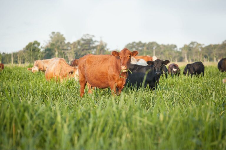 Escore corporal: vacas no pasto