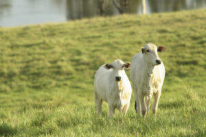Estação de monta. Vacas em campo verde.