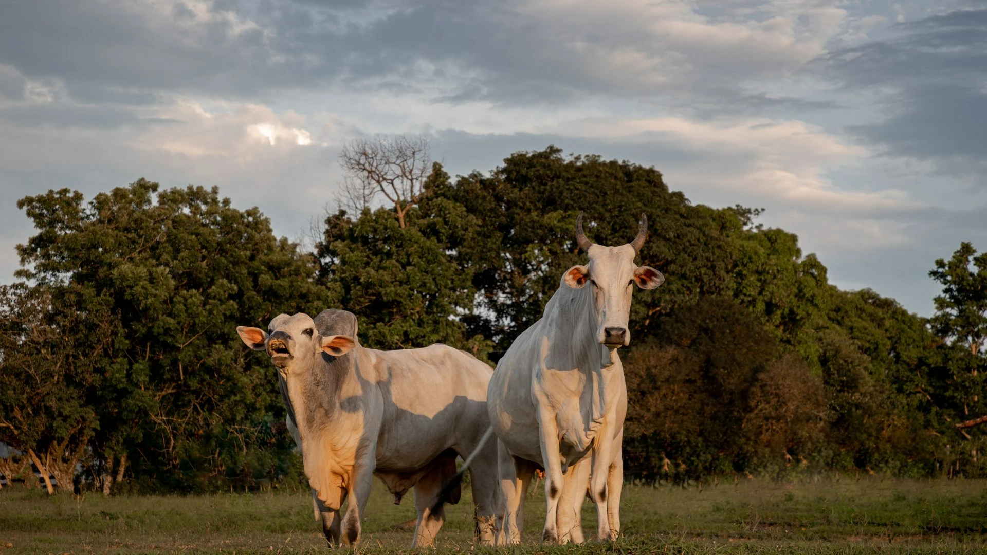 Pecuária Bovina no Brasil entenda sua importância