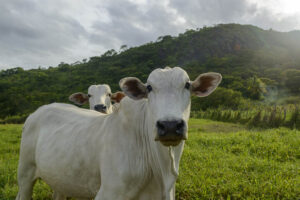 Gado de corte em pasto.