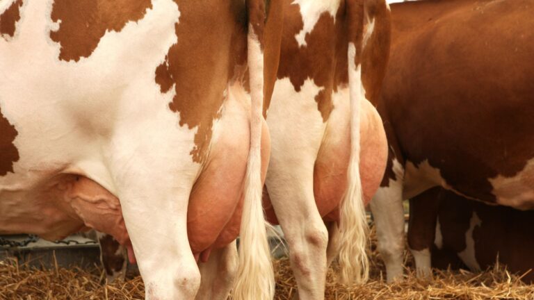 Doenças gado leiteiro: vacas leiteiras