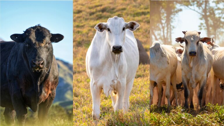 Raças de gado de corte: 3 bois de diferentes raças