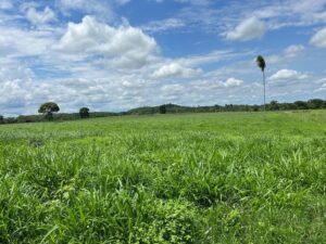 Imagem de um campo com céu azul com algumas árvores e pasto bem verde adubado com fertilizante MPasto.