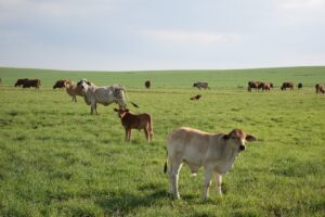 adubação fosfatada: bovinos soltos no pasto