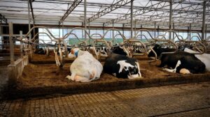 Compost barn: diversas vacas deitadas na cama