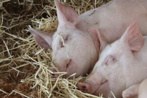 Dejetos de suínos: dois porcos dormindo juntinhos.