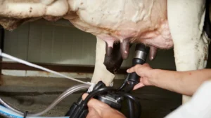 Ordenha de Leite