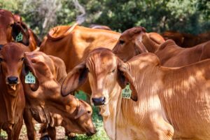 Vários bovinos de coloração amarronzada, em um campo verde em um dia ensolarado.