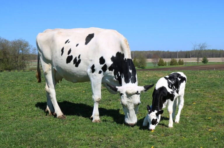 Vaca de leite e bezerro se alimentando no pasto.