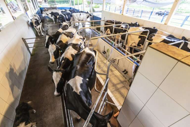 vacas tirando leite ordenha mecanica