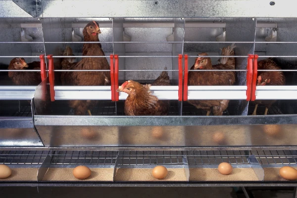 galinhas em galpão de avicultura industrial de postura