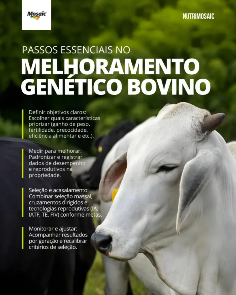 melhoramento genético bovino