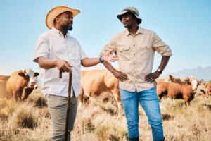 Vacas e dois homens em fazenda - pecuária sustentável
