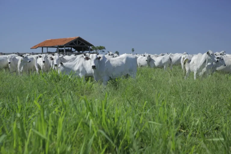 cria recria e engorda animais na pastagem